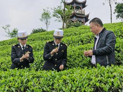 茶叶成为遵义第一大出口商品，绿色引擎助力乡村振兴