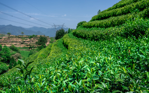 从一株茶树到一杯香茗 茶叶种植的生态智慧与科学实践