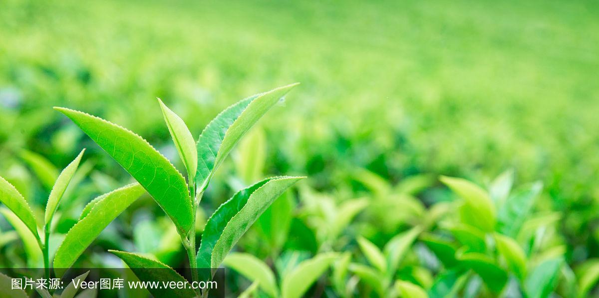 茶叶种植园建设与茶叶种植技术指南