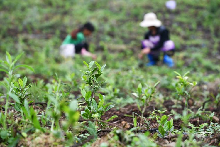 白茶扶贫进行时 茶苗都在这里种上啦！