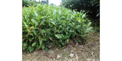 茶叶种植技术