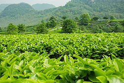 摘茶叶专题模板-摘茶叶